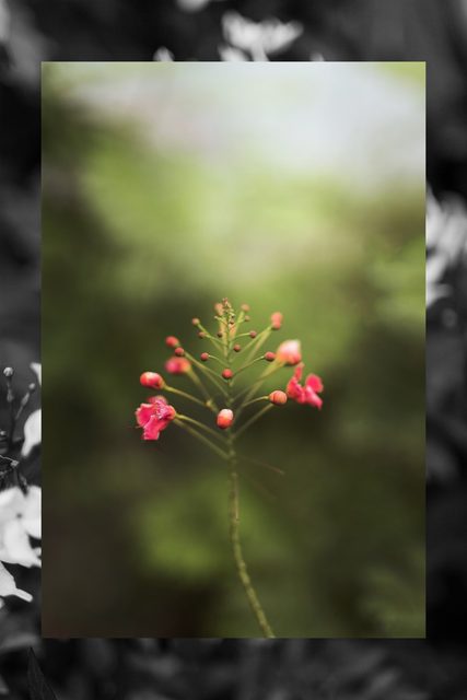 Nia   Lost in wonderland – ảnh 19